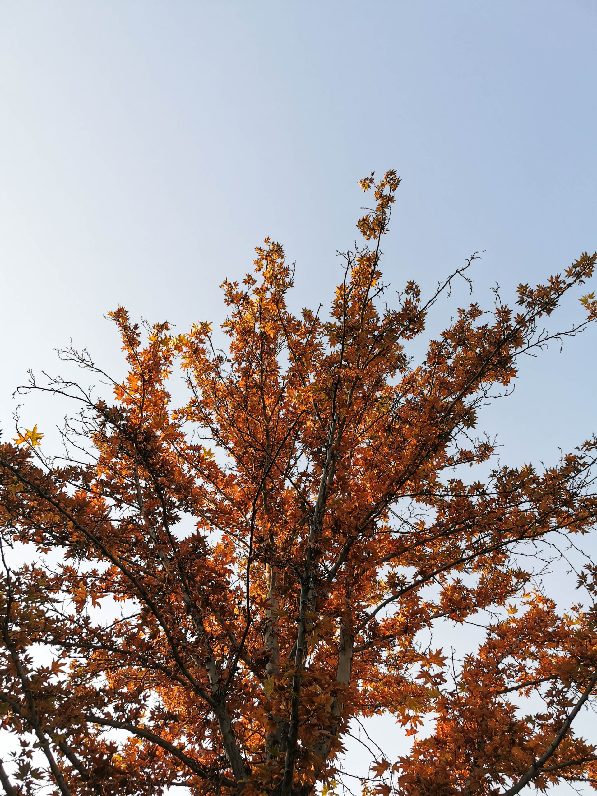 a red tree in autumn